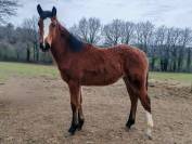 Pouliche selle fran&ccedil;ais Conte Bellini x Canturo