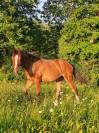 Yearling selle fran&ccedil;ais Conte Bellini x Canturo