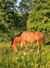 Yearling selle fran&ccedil;ais Conte Bellini x Canturo