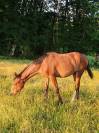 Yearling selle fran&ccedil;ais Conte Bellini x Canturo