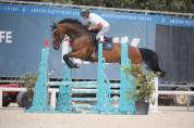 Yegua BWP Caballo de Sangre Belga En venta 2019 Bayo por BURGGRAAF