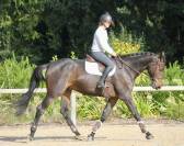 Super cheval de 5 ans par dominator 2000