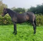 Super cheval de 5 ans par dominator 2000