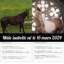 Poulain ZANGERSHEIDE isabelle de 2024