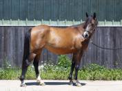 Ponette DSA de sport, 6 ans, 148 cm – Direct éleveur