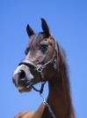 Ponette DSA de sport, 6 ans, 148 cm – Direct éleveur