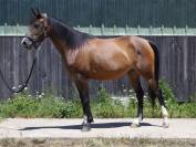 Ponette DSA de sport, 6 ans, 148 cm – Direct éleveur