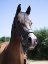 Ponette DSA de sport, 6 ans, 148 cm – Direct éleveur