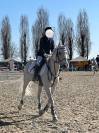 Vendo Pony