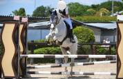 Vendo Pony