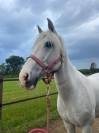 Vendo Pony