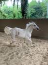 Vendo Pony