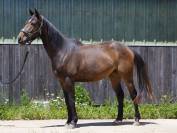 Lapero - AA - 4ans - Débourré