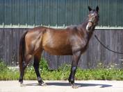 Lapero - AA - 4ans - Débourré