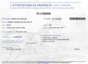 Poulain PFS de avril 2024 Mâle 