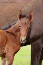 Poulain Lusitano Sport 