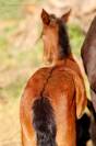 Poulain Lusitano Sport 