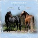 Poulain Lusitano Sport 