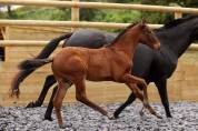 Poulain Lusitano Sport 