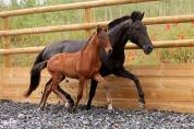 Poulain Lusitano Sport 