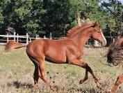 Draagmerrie Anglo-Arabier Te koop 2010 Bruin / Bai