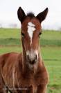 Poulain Lusitano sport 