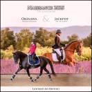 Poulain Lusitano sport 