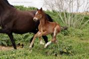 Poulain Lusitano sport 