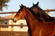 Poulain Lusitano sport 