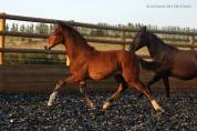 Poulain Lusitano sport 