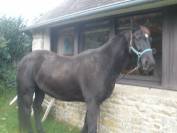 Cheval monté et attelé