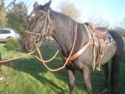 Cheval monté et attelé