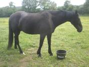 Cheval monté et attelé