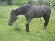 Cheval monté et attelé