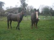 Cheval monté et attelé