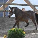 Ponette D