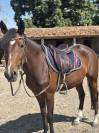 Ponette D