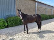 Jument BWP de 5 ans 