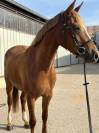 PFS HC 156cm 4 ans