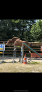 PFS HC 156cm 4 ans