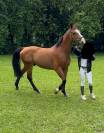 Cavallo da salto