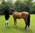 Cavallo da salto