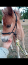 Ponette et son poulain