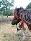 Ponette et son poulain