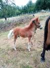 Ponette et son poulain