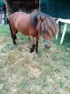 Ponette et son poulain
