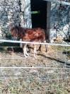 Ponette et son poulain