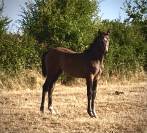 Belle foal Lecoultre de Muze x Cassini souche SF csio5*
