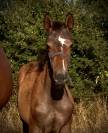 Belle foal Lecoultre de Muze x Cassini souche SF csio5*