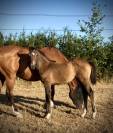 Belle foal Lecoultre de Muze x Cassini souche SF csio5*